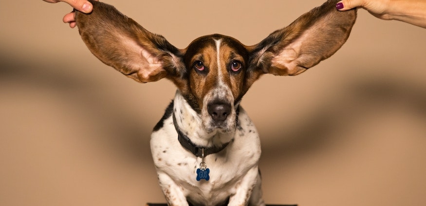 Vier Ohren Modell Schulz von Thun